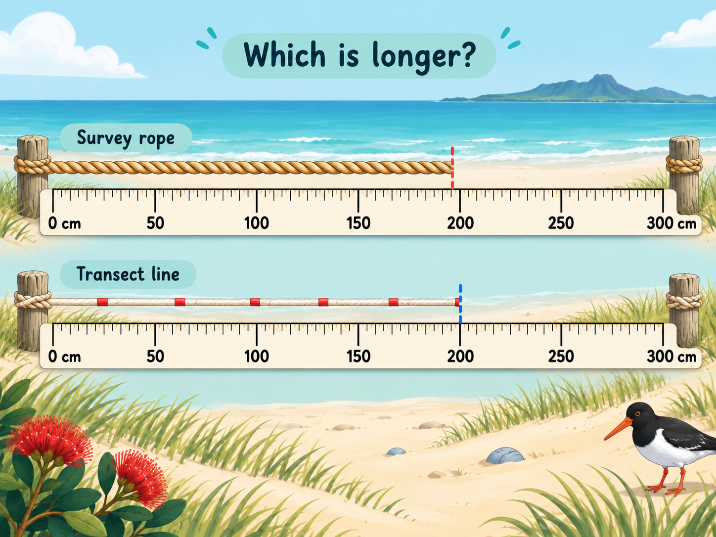 Two beach measurements shown together with a clear scale for comparison